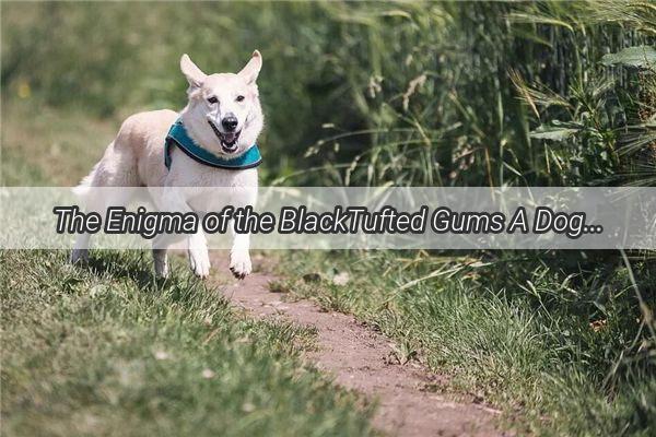 The Enigma of the BlackTufted Gums A Dogs Hidden Charm Unveiled